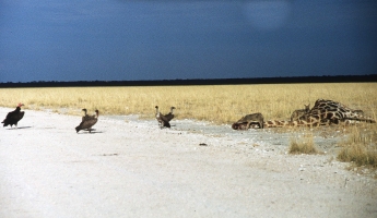 Etosha Nationalpark, Namibia